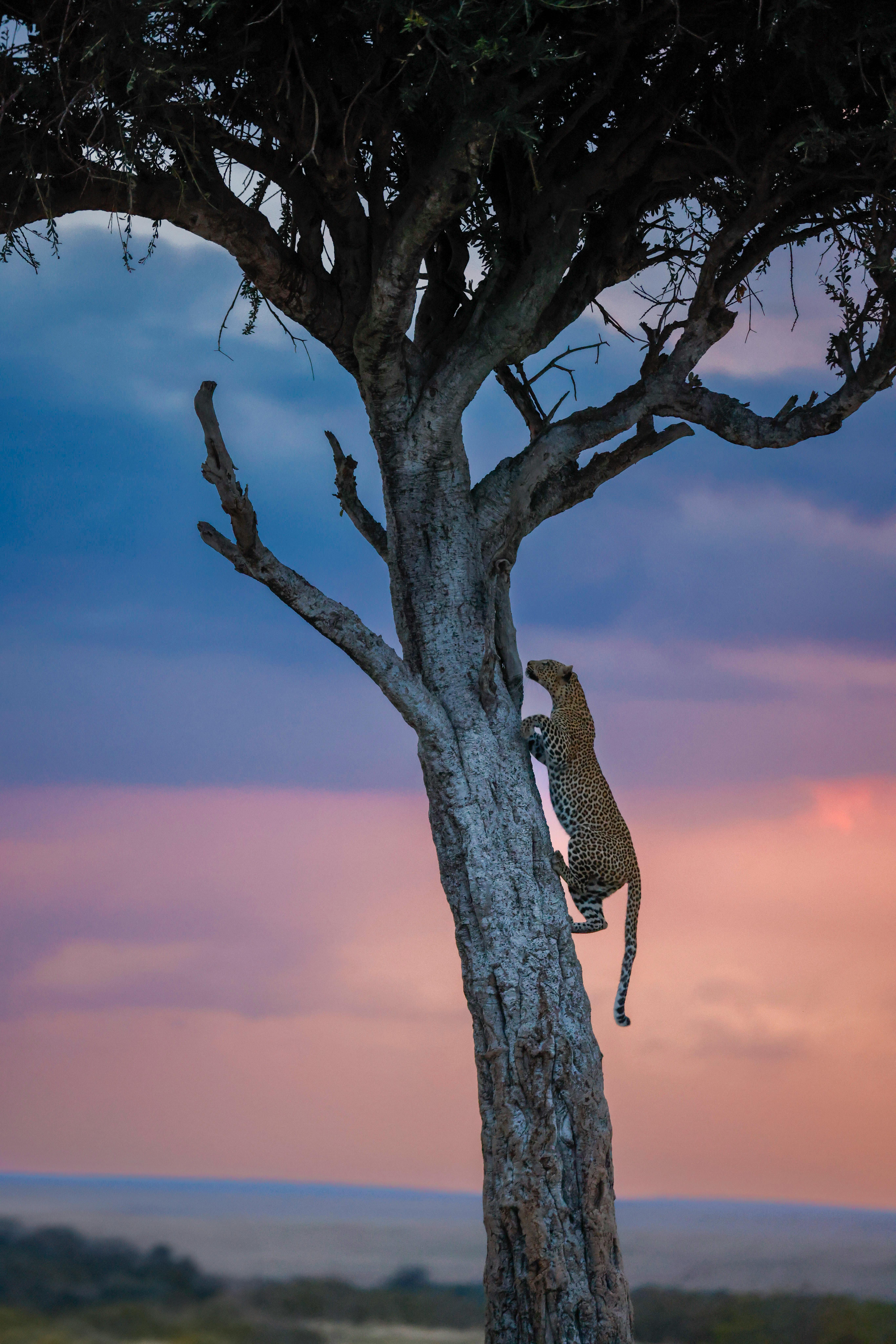 maasaimara